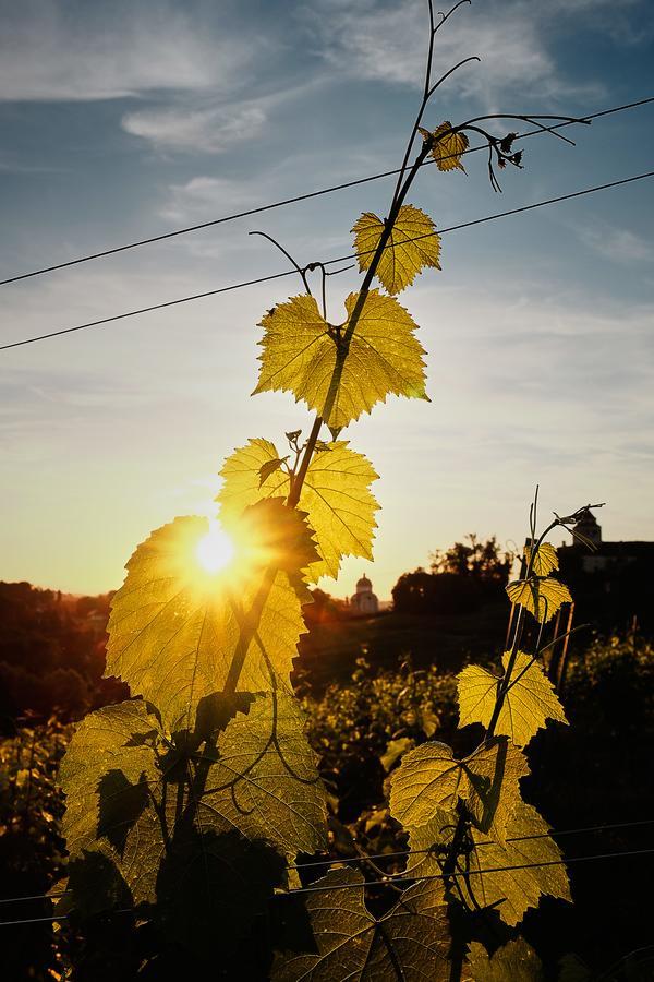 Loisium Wine & Spa Hotel Suedsteiermark Ehrenhausen Bagian luar foto